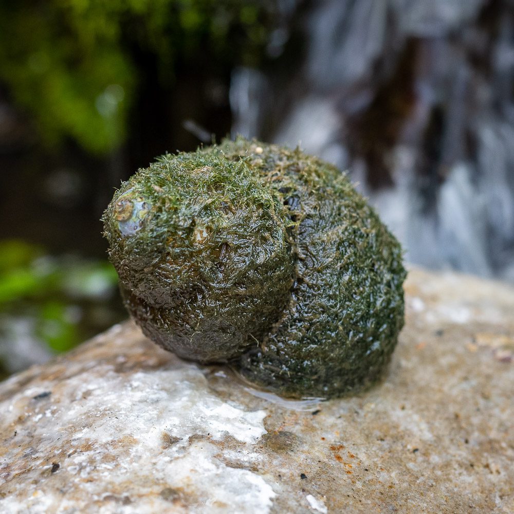 Algaeeating trapdoor snails for ponds and aquariums