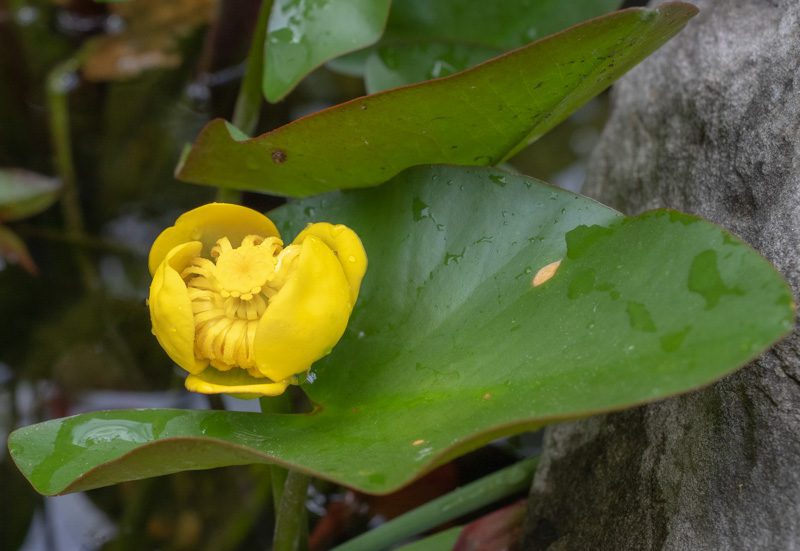 Spatterdock - Shell & Root