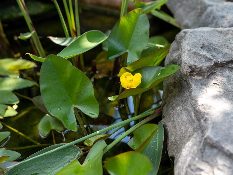 Spatterdock - Shell & Root