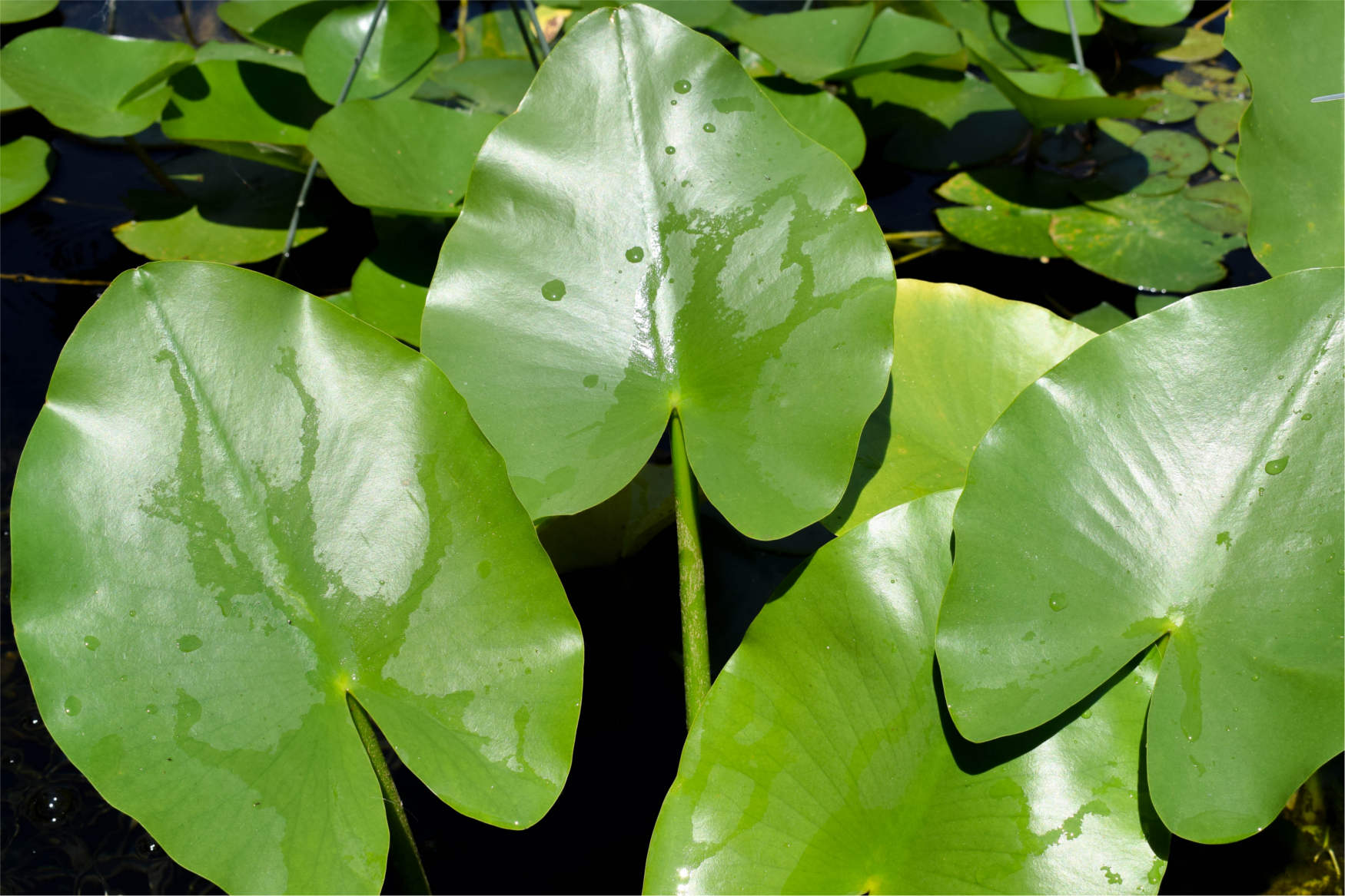 Spatterdock - Shell & Root
